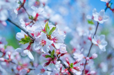 Bahar kiraz çiçeği