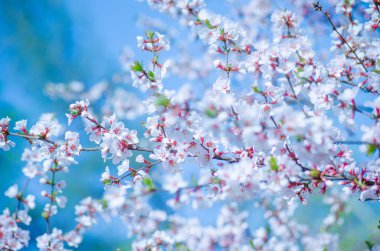 Bahar kiraz çiçeği