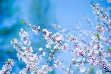 Bahar kiraz çiçeği