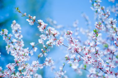 Bahar kiraz çiçeği