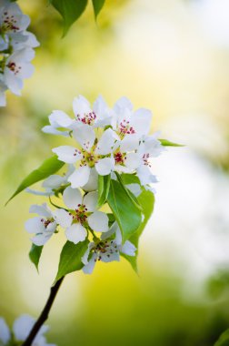 Elma ağacı çiçek açan beyaz çiçekler