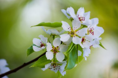 Elma ağacı çiçek açan beyaz çiçekler