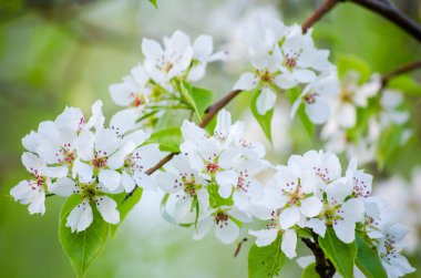 Elma ağacı çiçek açan beyaz çiçekler