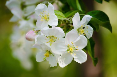 Elma ağacı çiçek açan beyaz çiçekler