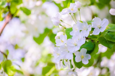 Elma ağacı çiçek açan beyaz çiçekler