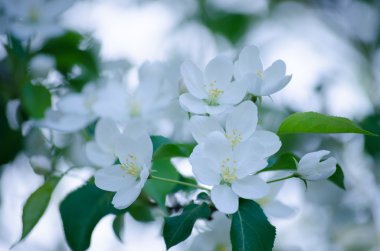 Elma ağacı çiçek açan beyaz çiçekler