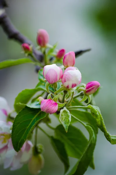 Inflorescencia rosada de la manzana —  Fotos de Stock