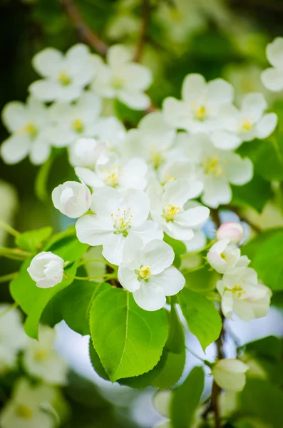 Witte bloemen die bloeien van de appelboom — Stockfoto