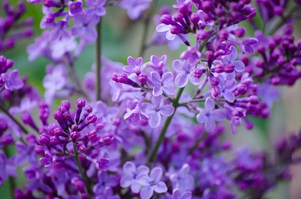 Rama floreciente de lila —  Fotos de Stock
