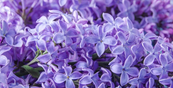 Flowering branch of lilac — Stock Photo, Image