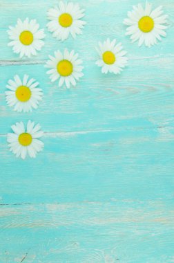 Masaya papatya çiçek