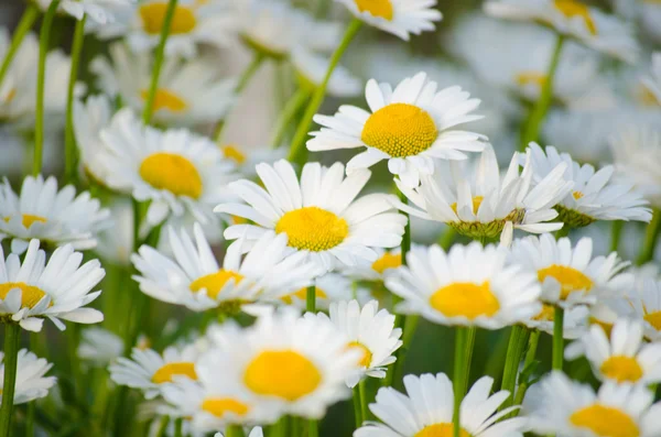 Cultivando flores de camomila — Fotografia de Stock