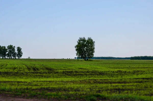 Bouleaux dans un champ ouvert — Photo