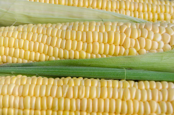 Corn seeds close up — Stock Photo, Image