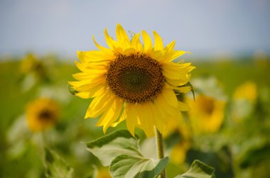 zonnebloem close-upAyçiçeği yakın çekim.