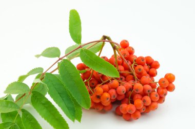 Rowan beyaz zemin üzerine