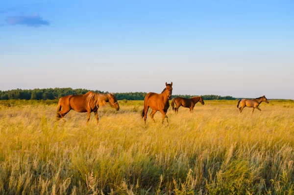 Cavalos com potros no prado . — Fotografia de Stock