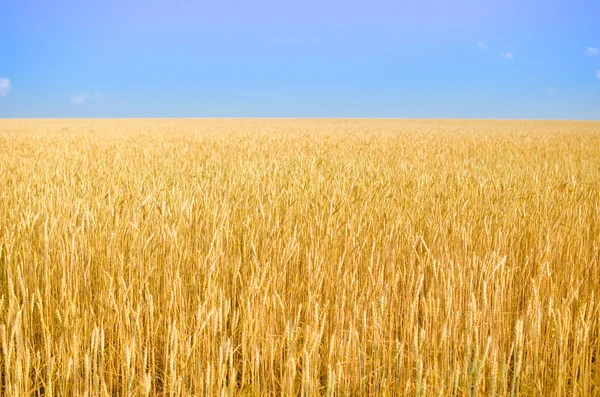 Buğday tarlası. — Stok fotoğraf