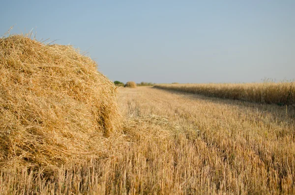 Haystack sur le terrain . — Photo