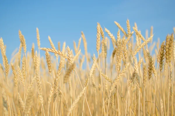 Ripe wheat close-up. Stock Photo