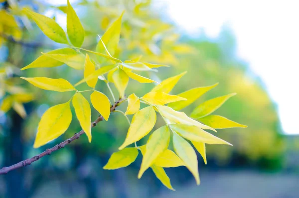 Herbstvergilbtes Laub. — Stockfoto