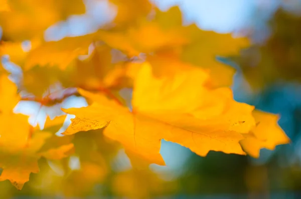 Желтые кленовые листья . — стоковое фото
