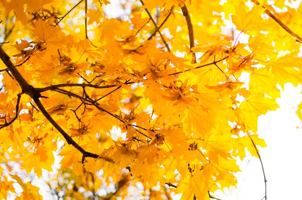 Hojas de arce amarillo . — Foto de Stock