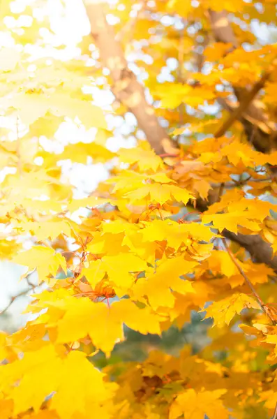 Желтые кленовые листья . — стоковое фото