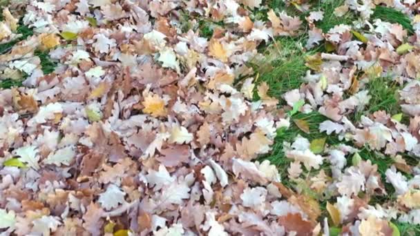 Fallen Autumn Oak Leaves Fly Wind — Stock Video