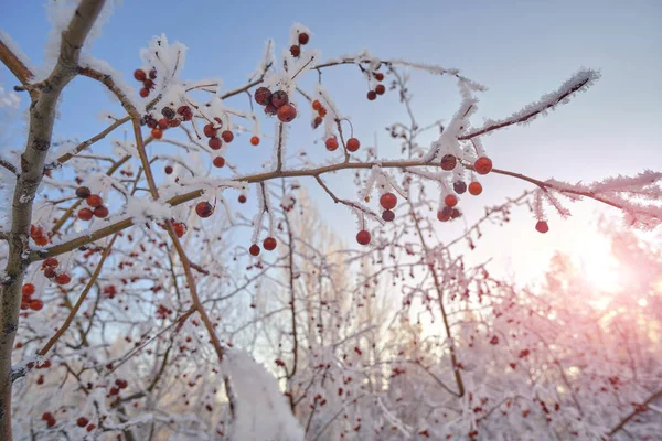 在一个寒冷的冬日黄昏 苹果树被雪覆盖着 — 图库照片