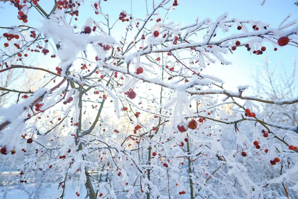 在一个寒冷的冬日黄昏 苹果树被雪覆盖着 — 图库照片