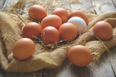 Tavuk kümesinde çuval bezi üzerinde toplanmış tavuk yumurtaları.