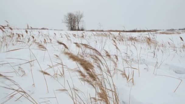 Persona Camina Invierno Través Nieve Profunda Que Congela Tiempo Ventoso — Vídeos de Stock