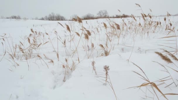 Persona Camina Sola Invierno Través Nieve Profunda Helada Tiempo Ventoso — Vídeos de Stock