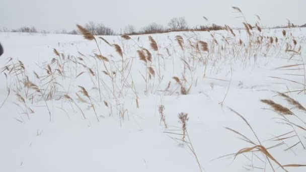 Pessoa Caminha Sozinha Inverno Através Neve Profunda Congelamento Tempo Ventoso — Vídeo de Stock