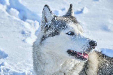 Sibirya Husky köpeğinin ağzı Parlak güneşli bir günde kar üzerinde