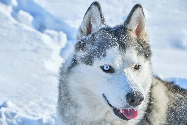 Ρύγχος Του Σιβηρίας Husky Σκυλί Φόντο Χιόνι Φωτεινή Ηλιόλουστη Μέρα — Φωτογραφία Αρχείου