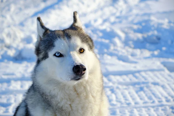 Gyönyörű Kutya Szibériai Husky Fajta Szájkosár Közelkép Télen Egy Fényes — Stock Fotó