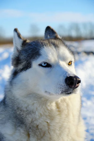 Piękny Pies Syberyjski Husky Rasy Pysk Zbliżenie Zimą Jasny Słoneczny — Zdjęcie stockowe