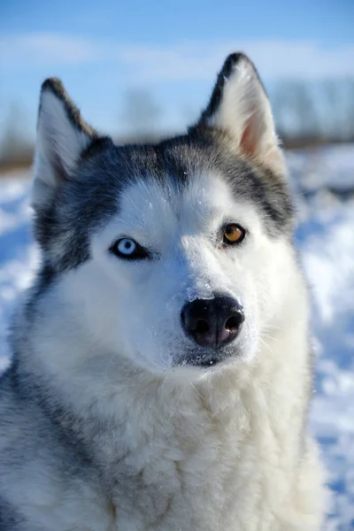 Cão Bonito Focinho Raça Husky Siberiano Close Inverno Dia Ensolarado — Fotografia de Stock