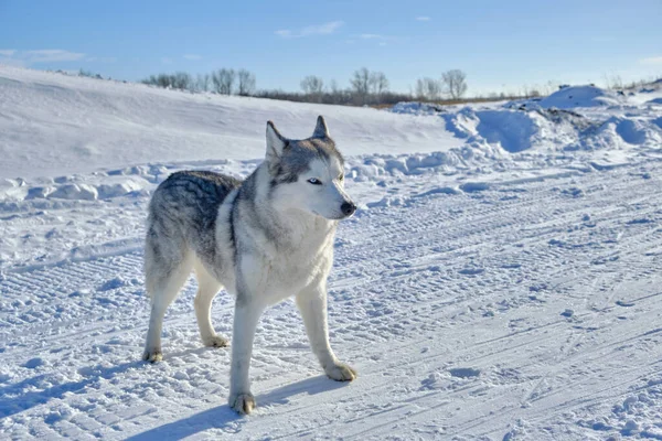 Syberyjski Husky Śniegu Słoneczny Dzień — Zdjęcie stockowe