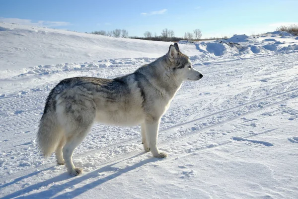Siberische Husky Sneeuw Een Zonnige Dag — Stockfoto