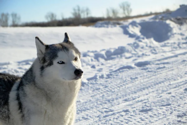 Siberian Husky Schnee Einem Strahlend Sonnigen Tag — Stockfoto