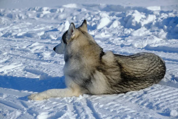 Siberian Husky Liegt Mit Dem Rücken Zur Kamera Schnee — Stockfoto