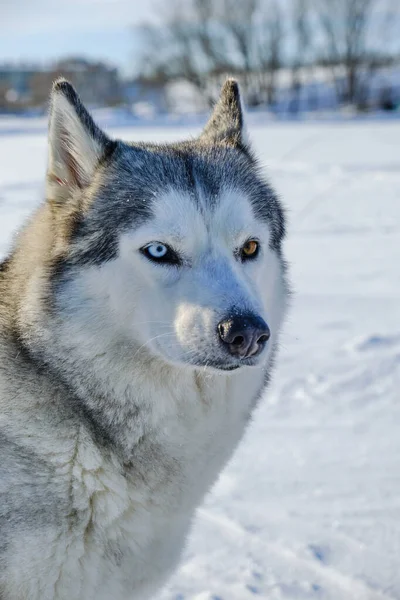 Piękny Pies Syberyjski Husky Rasy Pysk Zbliżenie Zimą Jasny Słoneczny — Zdjęcie stockowe