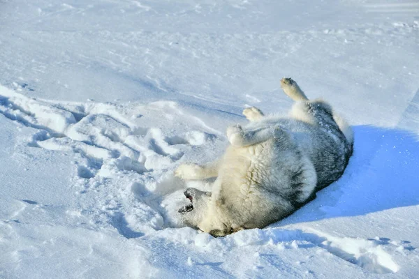 Σιβηρίας Husky Βρίσκεται Στο Χιόνι Μια Φωτεινή Ηλιόλουστη Μέρα — Φωτογραφία Αρχείου