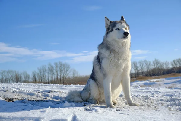 Sibirya Husky Köpeği Mavi Gökyüzüne Karşı Karda Bir Tepede Oturur — Stok fotoğraf