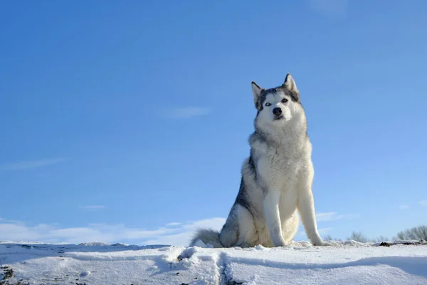 Szibériai Husky Kutya Egy Dombon Hóban Szemben Kék — Stock Fotó