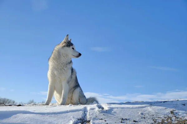 Sibirya Husky Köpeği Mavi Gökyüzüne Karşı Karda Bir Tepede Oturur — Stok fotoğraf