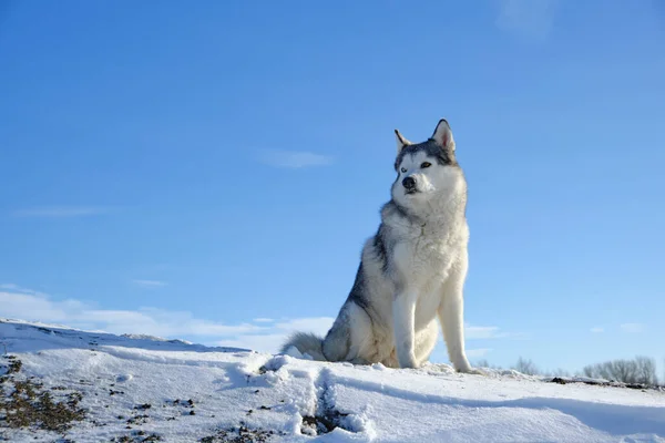 Siberische Husky Hond Zit Een Heuvel Sneeuw Tegen Blauwe Lucht — Stockfoto